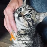 2021-07-05 kitten rescued from rvr 2021 07 05 kitten rescued from rvr - Winona Journal