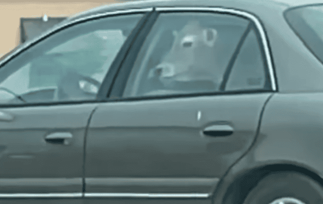 2021-08XX cow in car 2021 08XX cow in car - Winona Journal