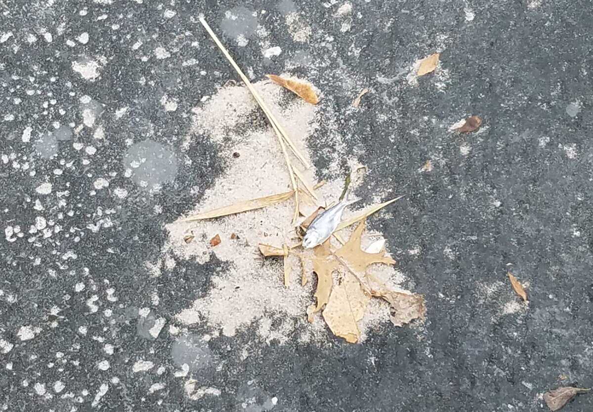 2021-12-19- lake wna ice leaves in ice 2021 12 19 lake wna ice leaves in ice scaled - Winona Journal