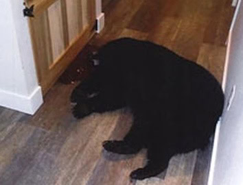 2022-05-20 bear bursts into house 2022 05 20 bear bursts into house - Winona Journal
