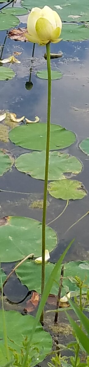 2022-07-26 water lilies lake wiia B 2022 07 26 water lilies lake wiia B scaled - Winona Journal