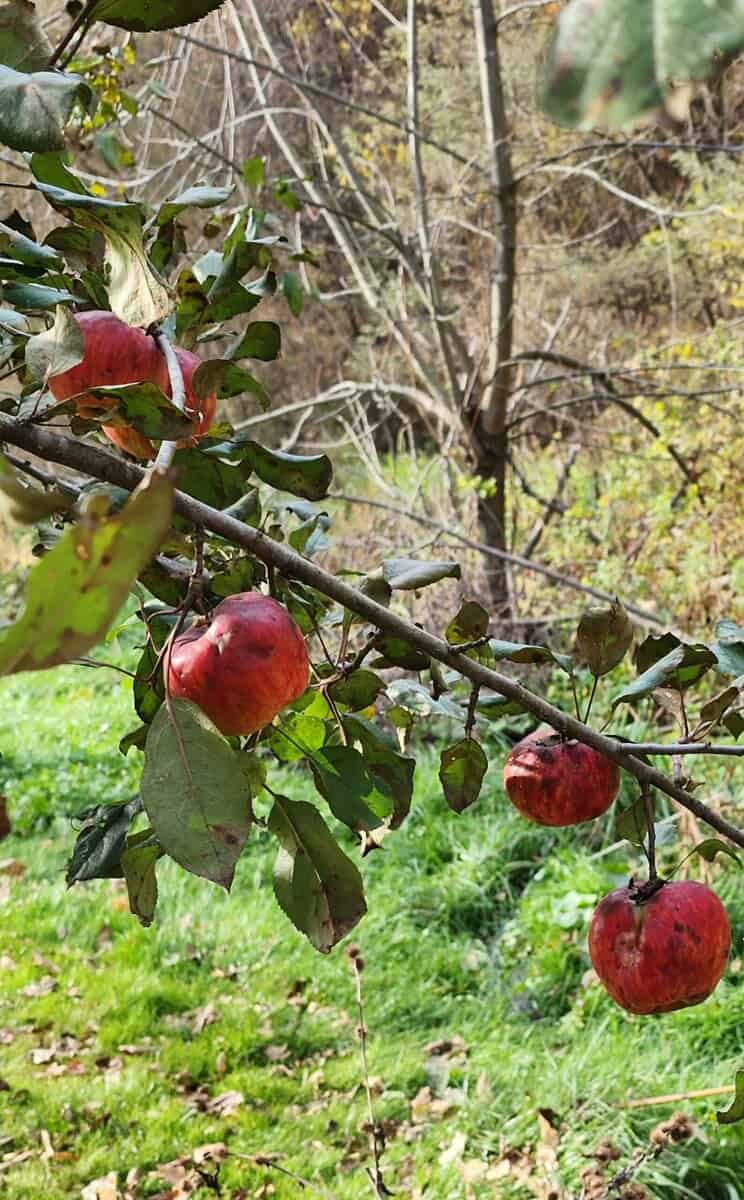 2022 10-23 apples spoled on trees 2022 10 23 apples spoled on trees scaled - Winona Journal