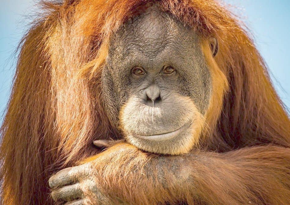 2022-12-19 ORAGUNTAN AMANDCOMA ZOO 2022 12 19 ORAGUNTAN AMANDCOMA ZOO - Winona Journal