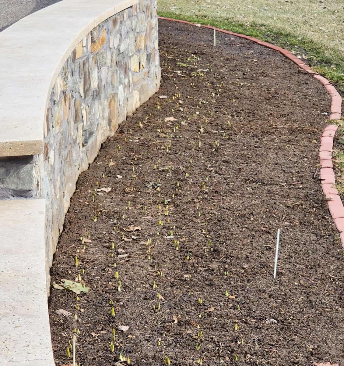 2023 02 16 daffodil buds scaled - Winona Journal