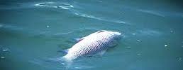 2023-03-28 monticelo fish kill B