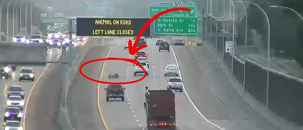 2023-06-24 geese in freeway 2023 06 24 geese in freeway - Winona Journal