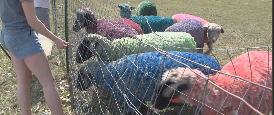 2023-10-09 sheep SPRTA coored easter 2023 10 09 sheep SPRTA coored easter - Winona Journal