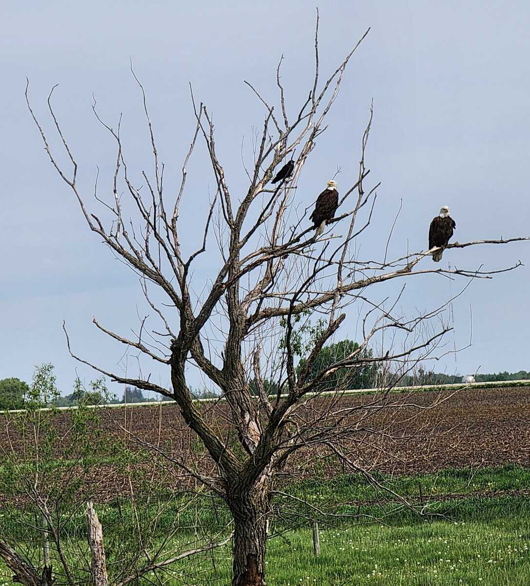 2024-05-18 eagles raven in EYOTA tree 2024 05 18 eagles raven in EYOTA tree scaled - Winona Journal