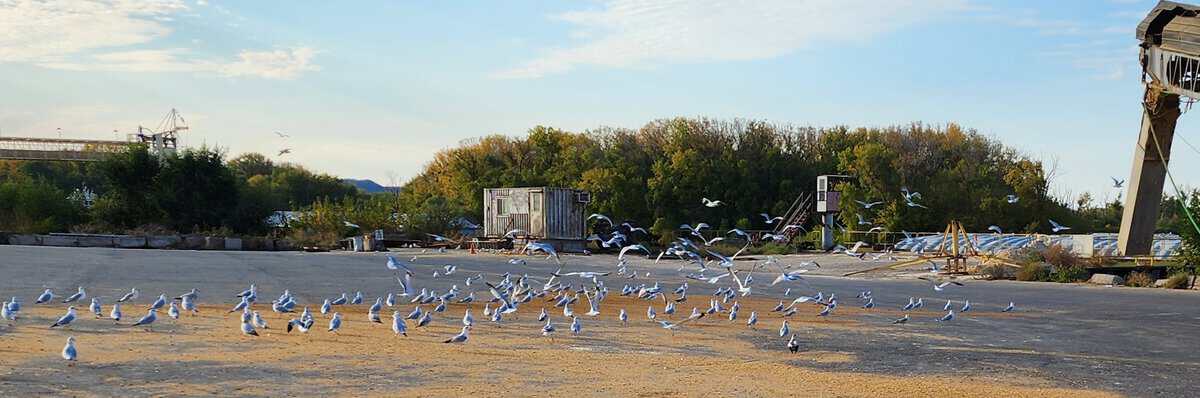 2024-10-12 gulls harbor spiled grain B 2024 10 12 gulls harbor spiled grain B - Winona Journal