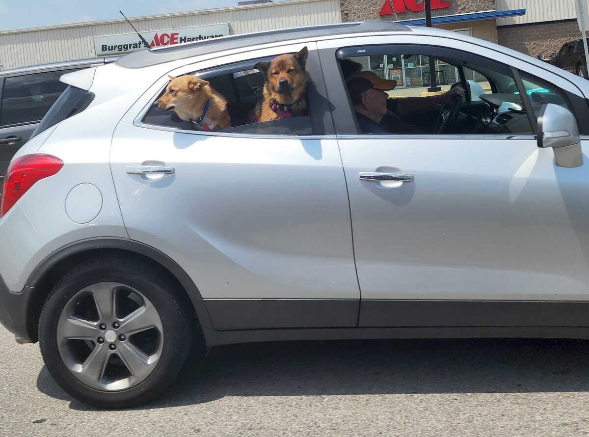 2025 07 21 dogs out car window - Winona Journal