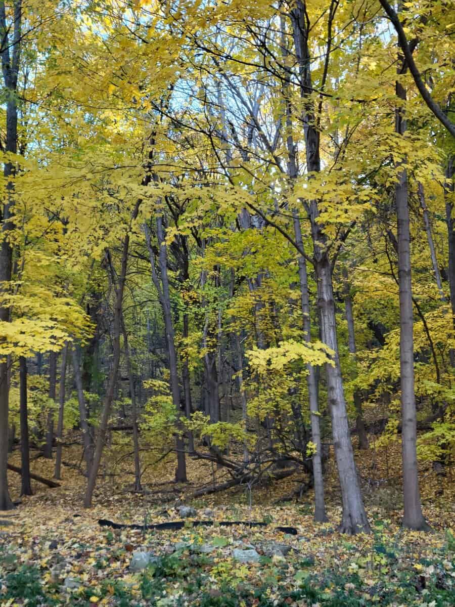 2025-11-03 autumn maples Holzinger lodge 2025 11 03 autumn maples Holzinger lodge scaled - Winona Journal