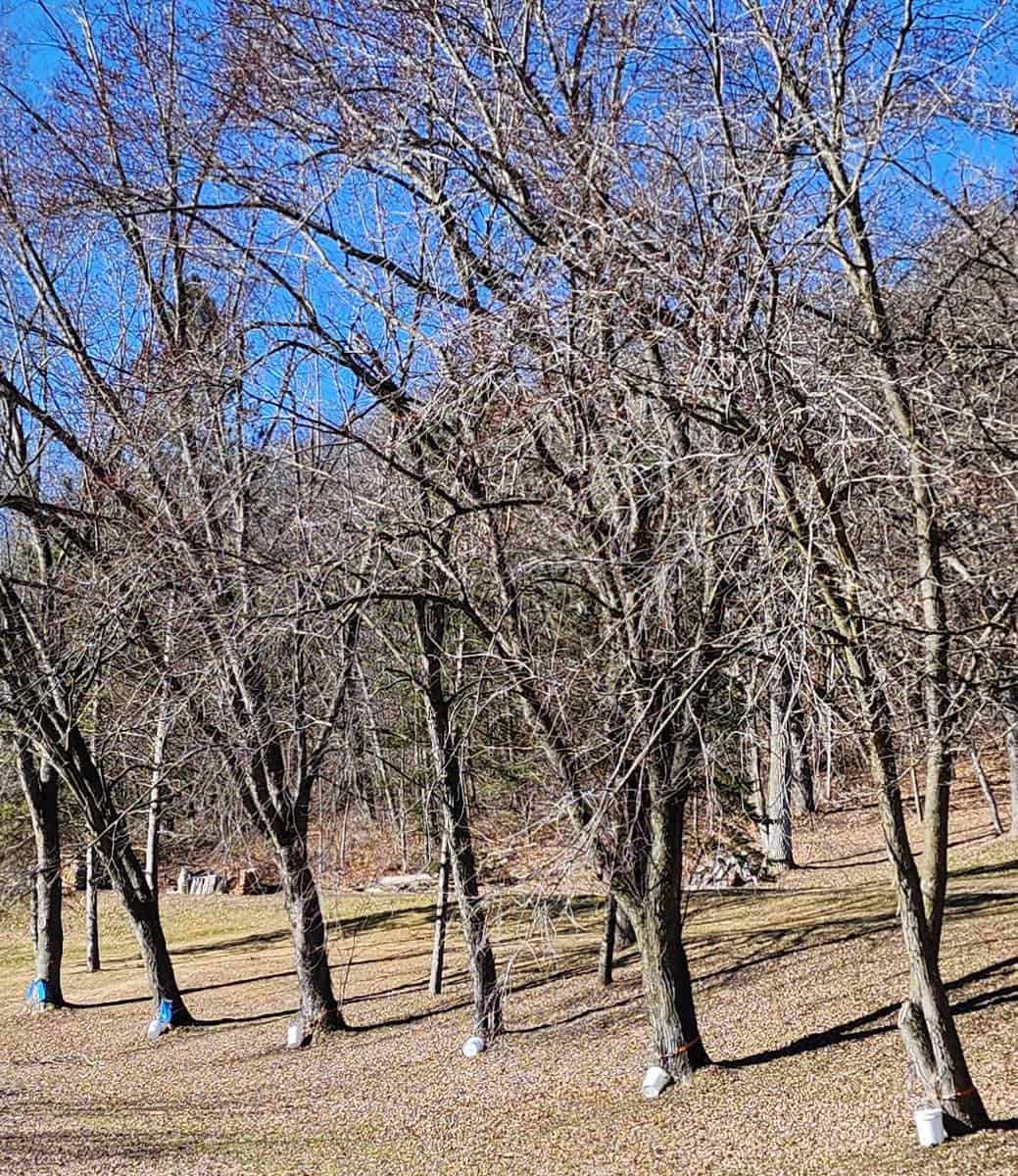 ARGHESmaple havest SPAAG 3 ARGHESmaple havest SPAAG 3 - Winona Journal