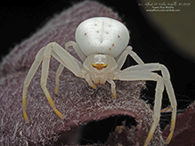 American_green_crab_spider_04s American green crab spider 04s - Winona Journal