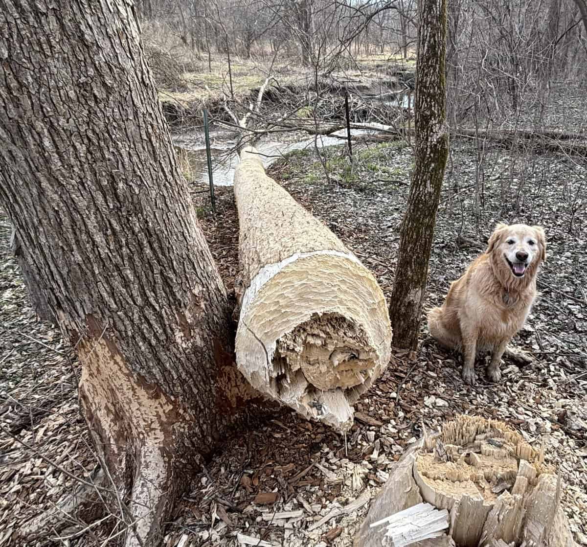 BEAVER nrns creet TREE DOWN