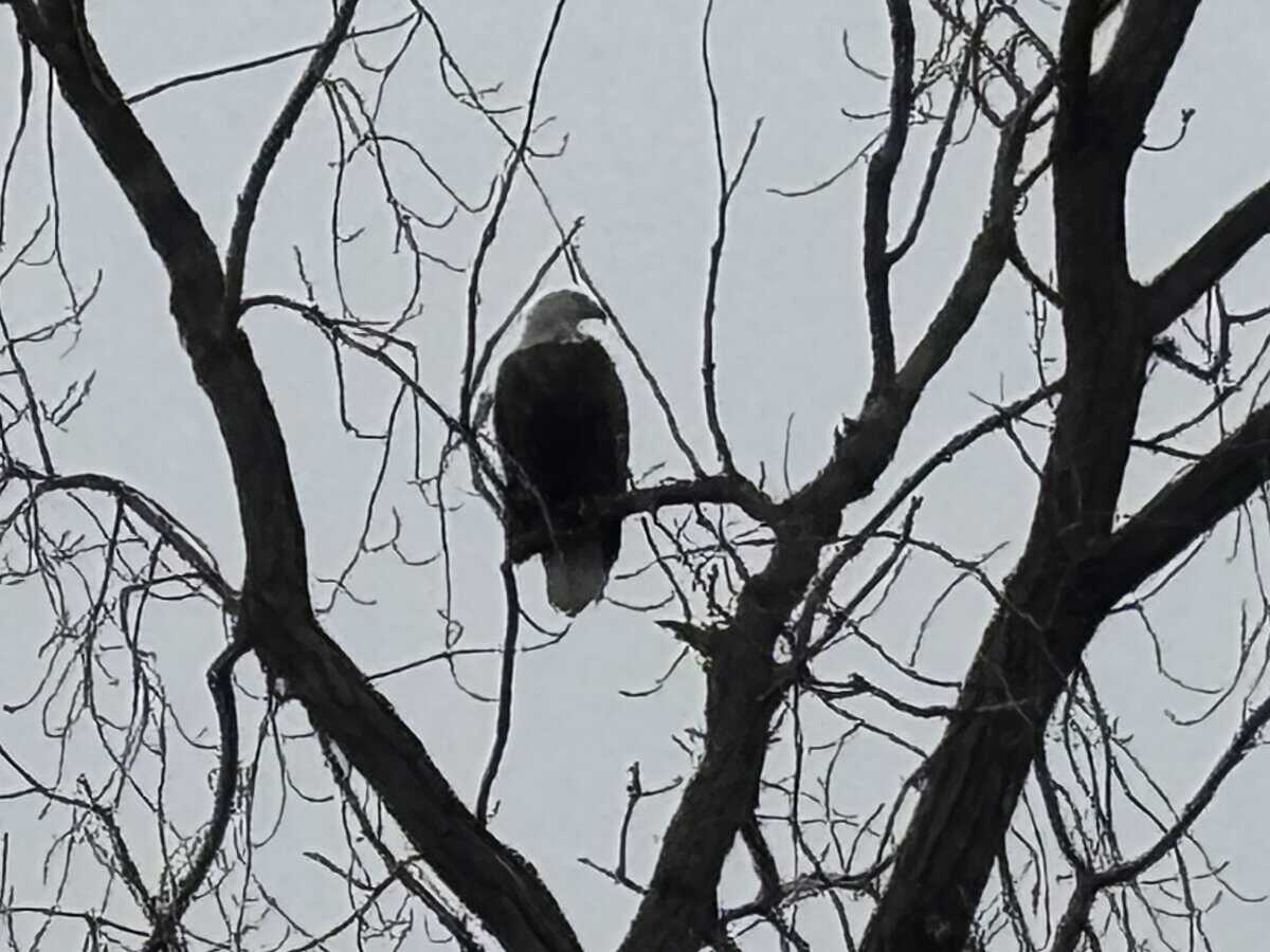 BIRD bald eagle LK WNA ko’r