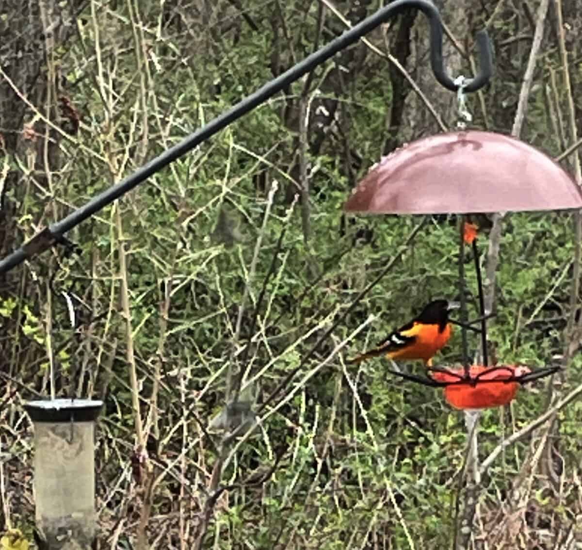 BIRD baltimor oriole C 3 - Winona Journal