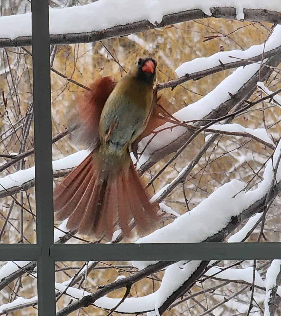 BIRD cardinal tterritorial thusing