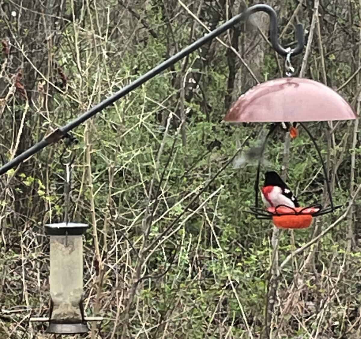 BIRD grosbeak X - Winona Journal