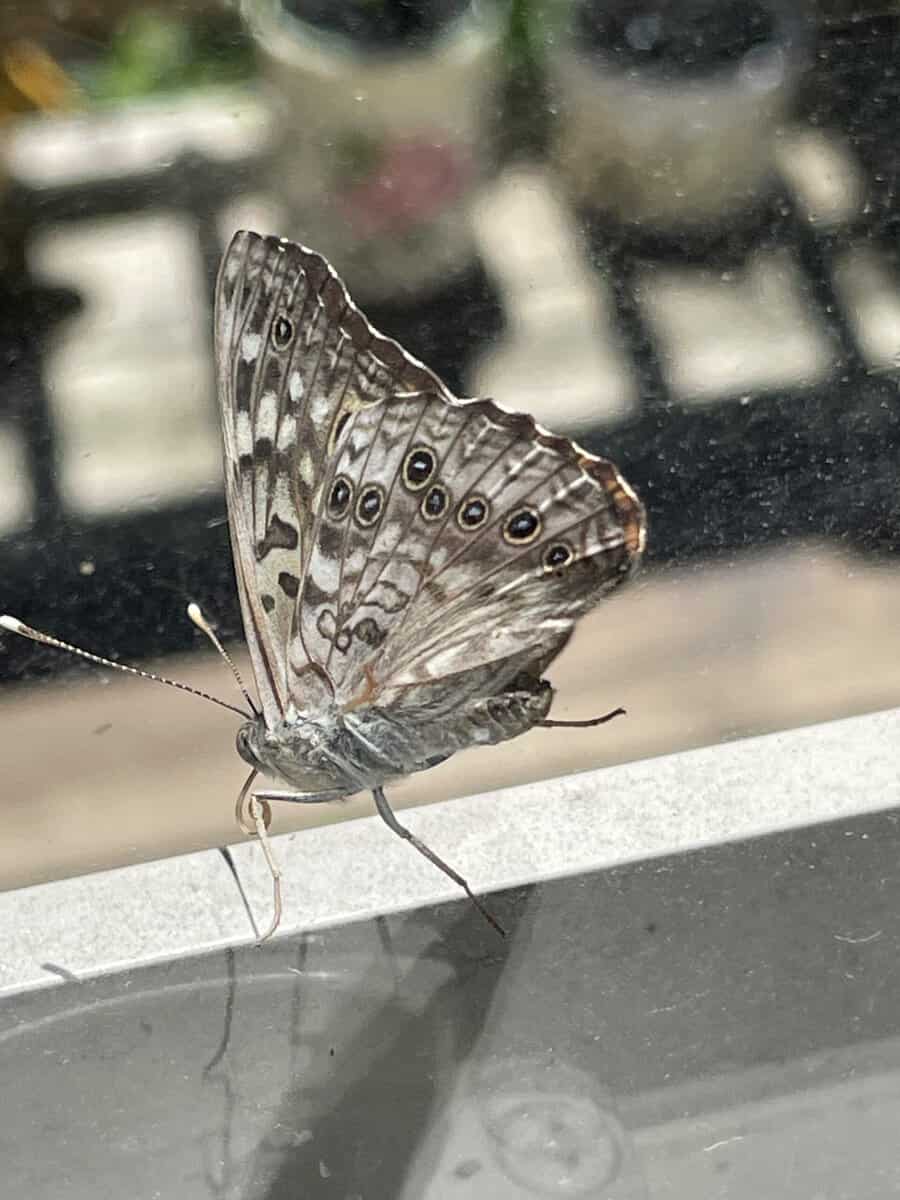 BUTTERFLY northern pearly eye