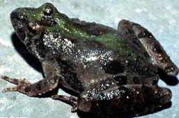 Blanchard’s cricket frog Blanchards cricket frog - Winona Journal