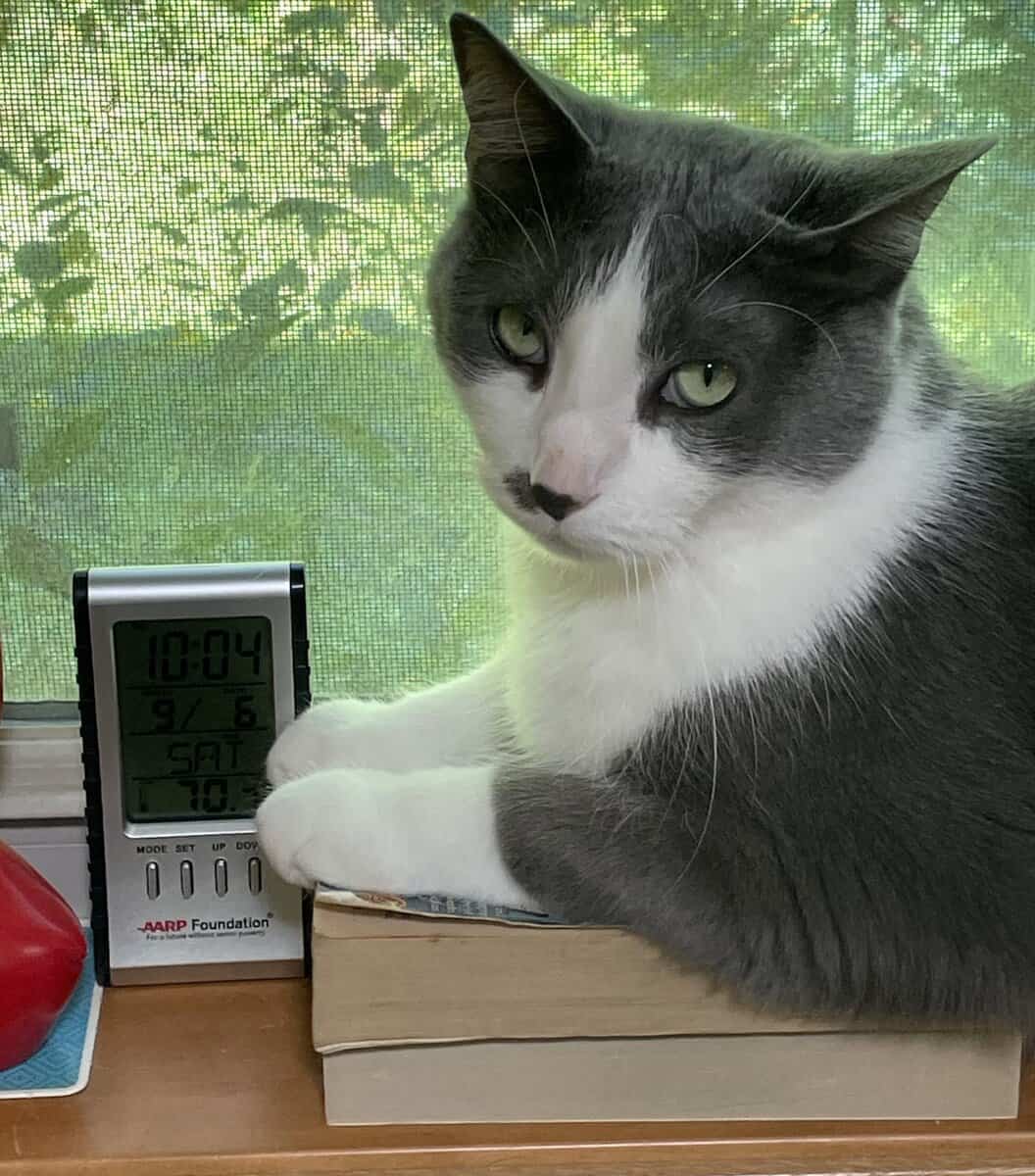 CAT edwierdo books scaled - Winona Journal