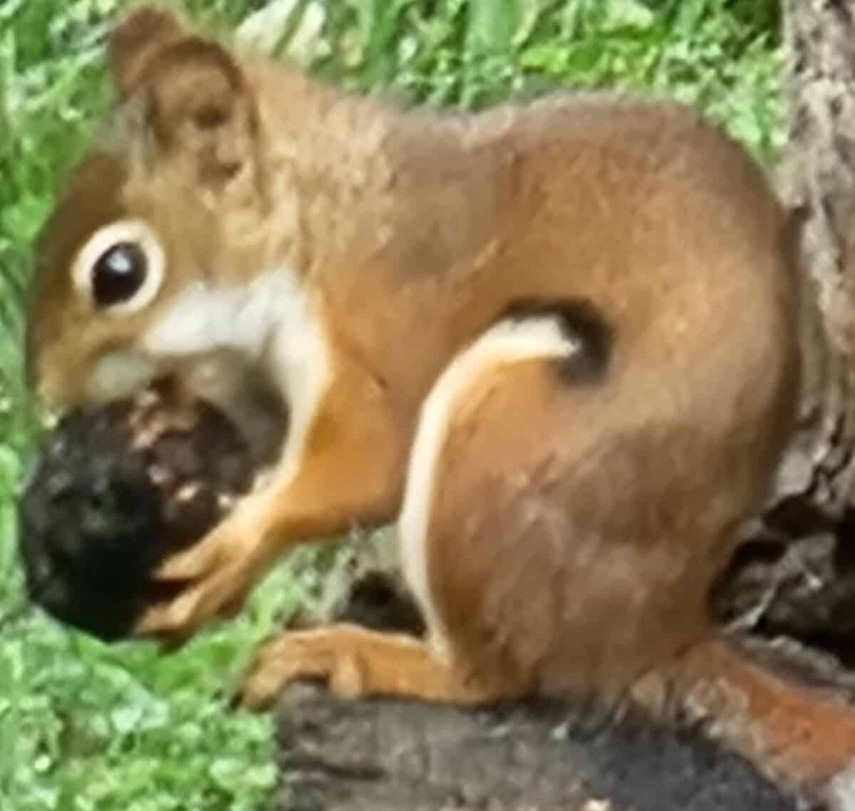 Chipmunk at arces 2024 Chipmunk at arces 2024 - Winona Journal