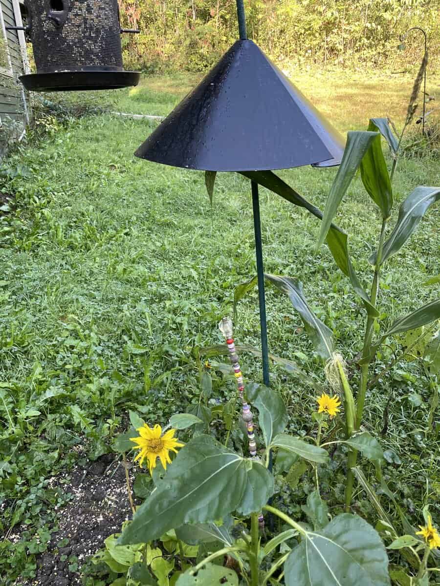 Conb lonlye porchside stalk scaled - Winona Journal