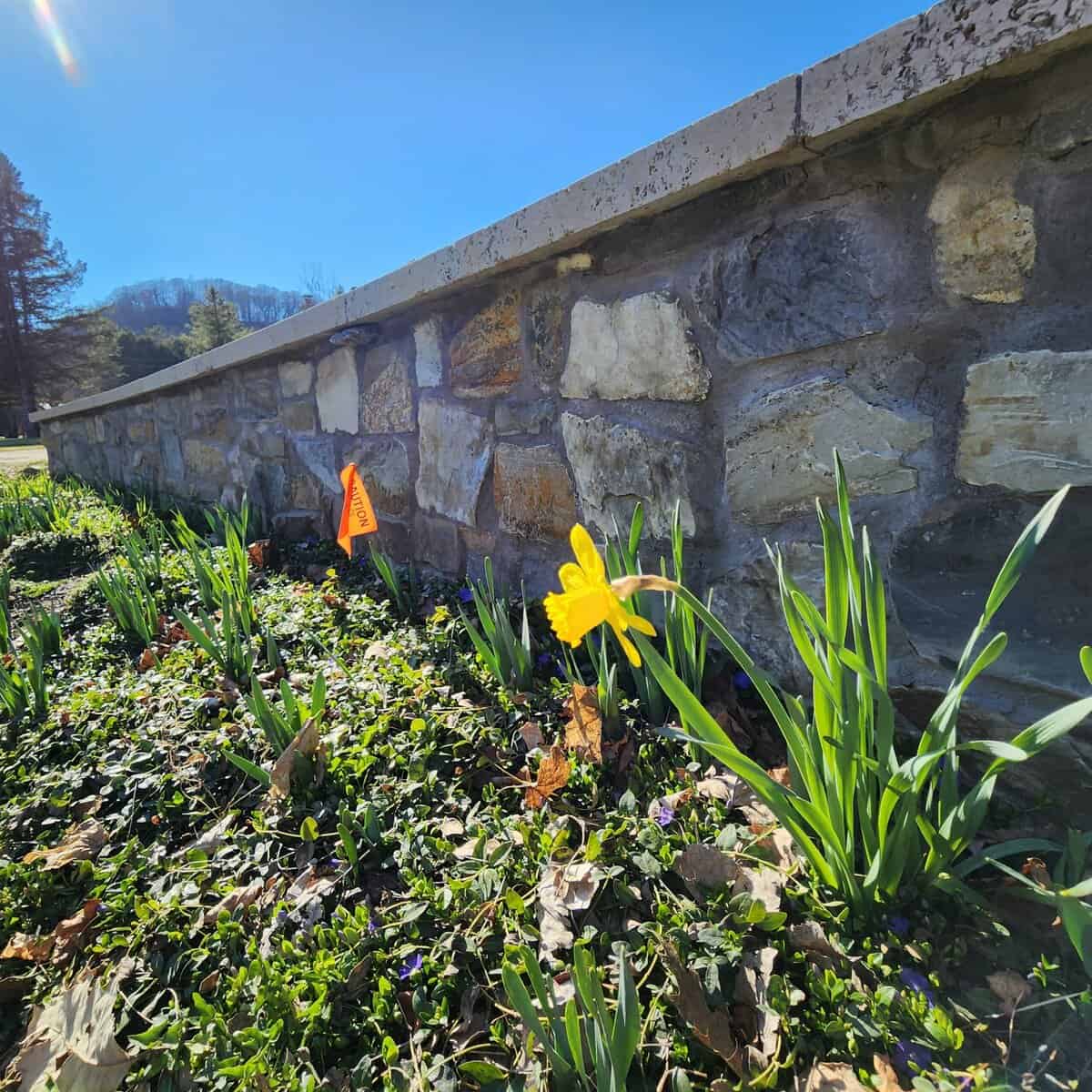 DAFFODIL firstofn2926