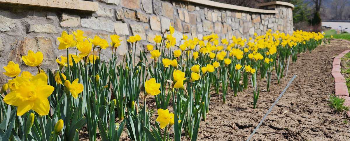 DAFFODIL long DAFFODIL long scaled - Winona Journal