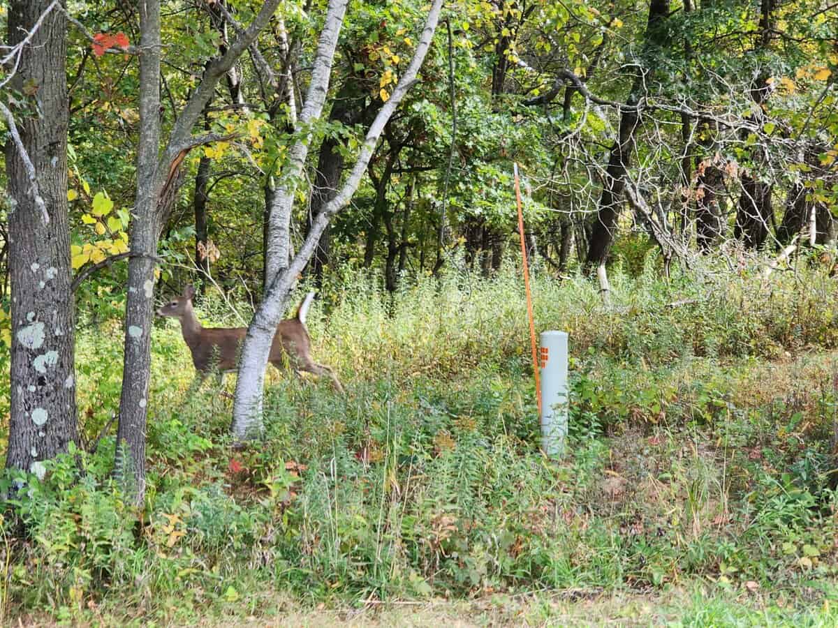 DEEER 2022 10-02 disco B DEEER 2022 10 02 disco B scaled - Winona Journal