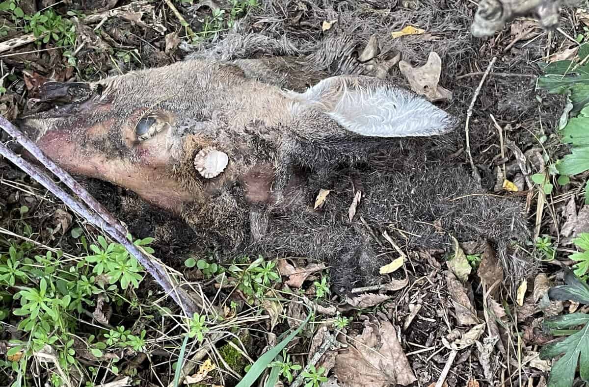 DEER head wocarcass EBURNS VALLEY 2 25 scaled - Winona Journal