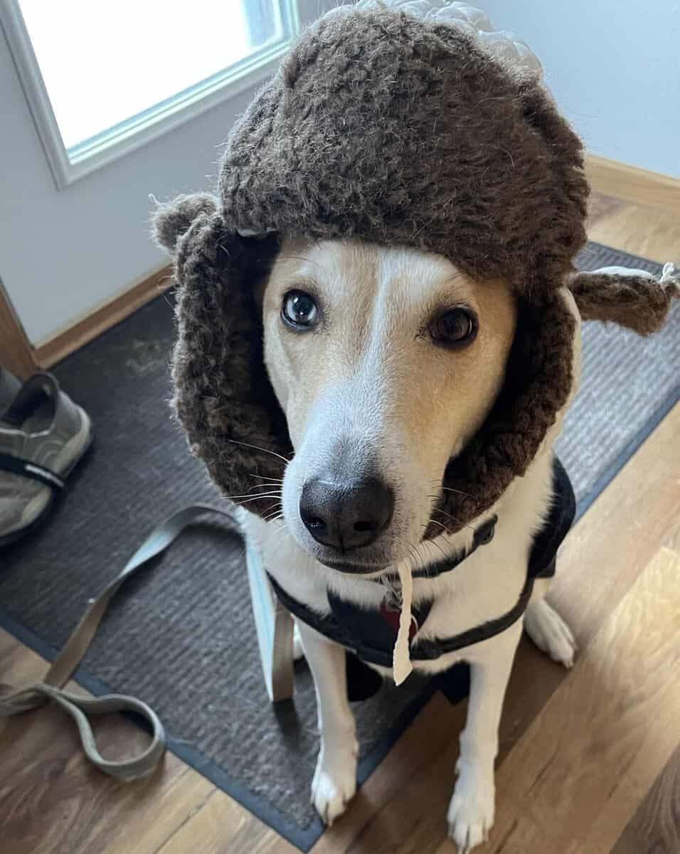 DOG andybffank’s deesd fr cold BUDDY