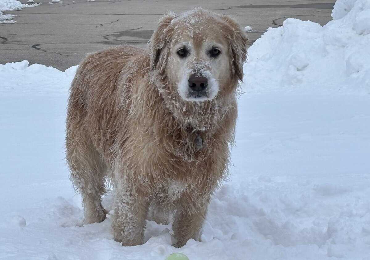 DOG holly SNOW goldn rervr KOR