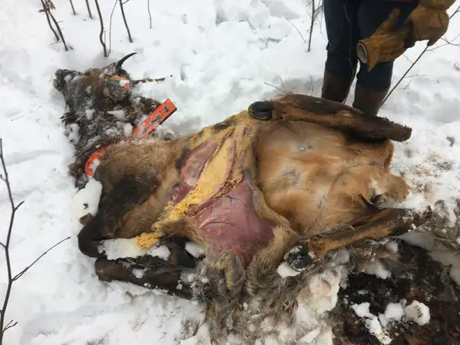 Deer dead from eatg corn 2020-01-xx