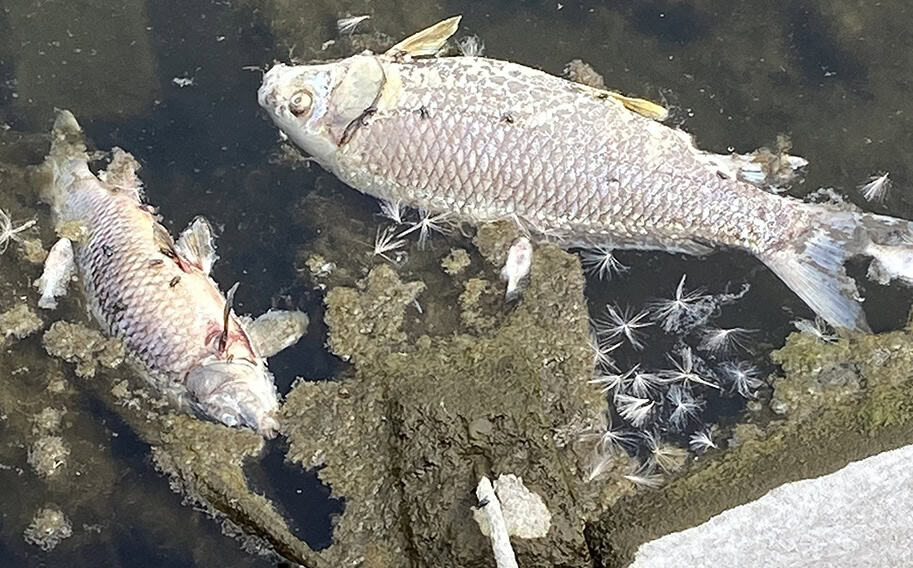 FISH KILL fort dofge iowa may 2025