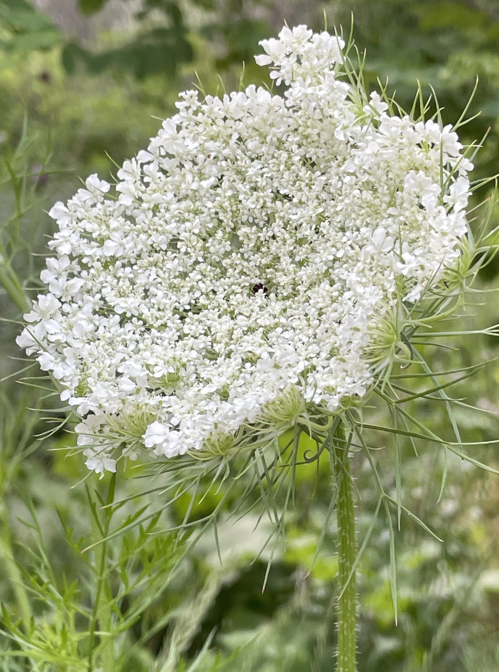 FLOWER queen ane’s lace AFRNAK FLOWER queen anes lace AFRNAK scaled - Winona Journal