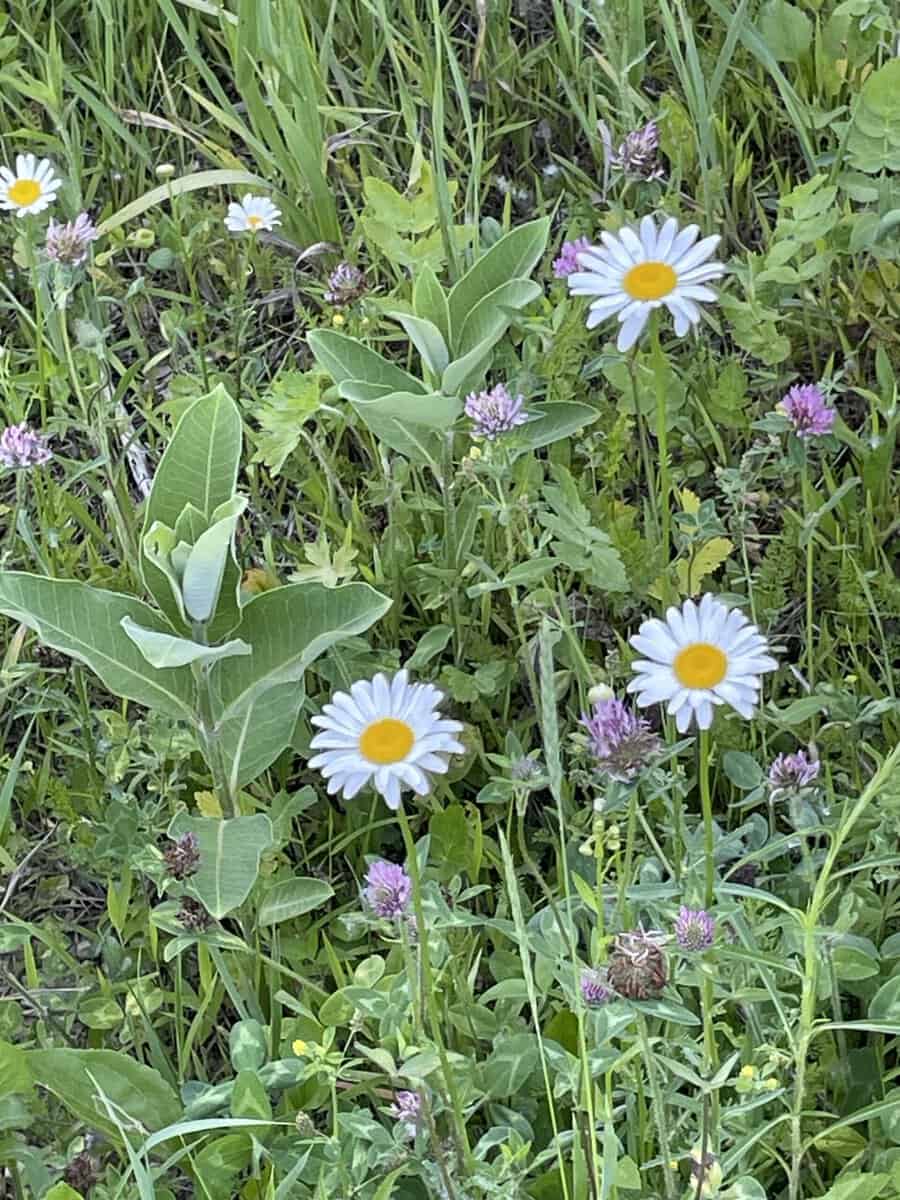 FLOWERS pollinator’s dream AANDT FRANK