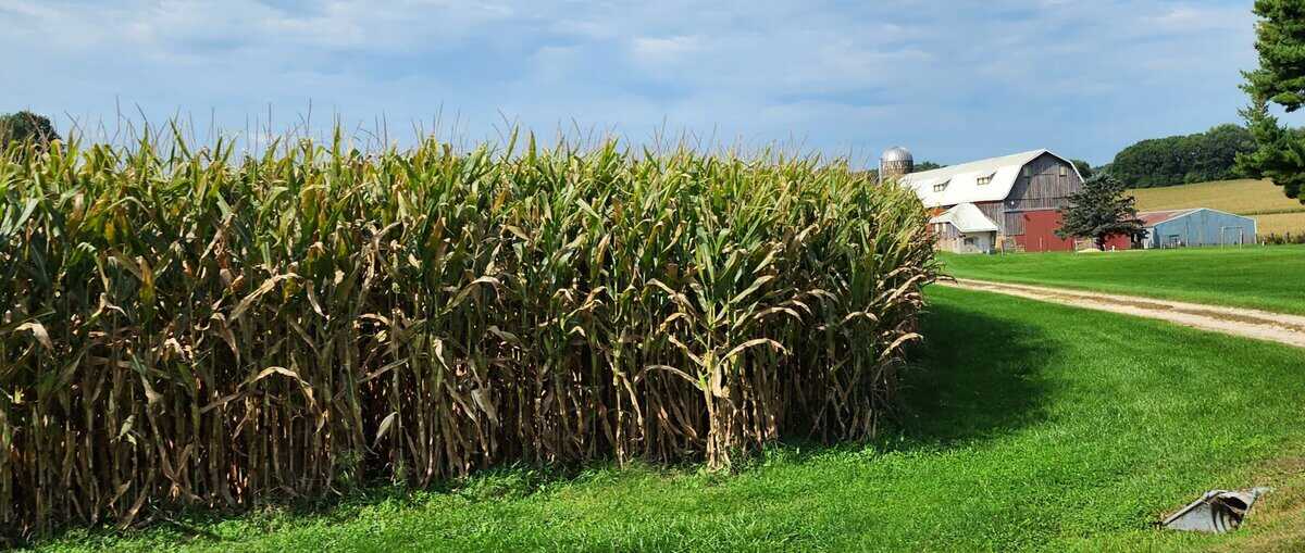 GALESVILLE corn field sept 2025