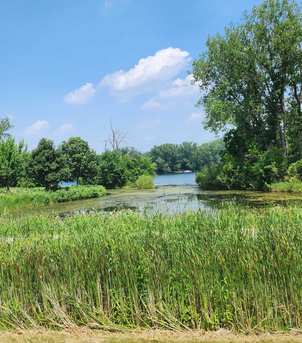 GOODVIEW algae on slough 1 - Winona Journal