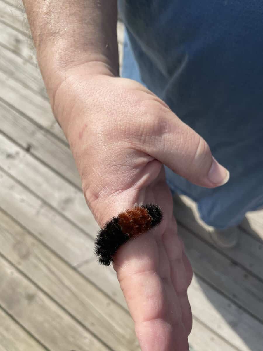 IMaWOOLY BEAR caMOT=YU teroil;atG_5021