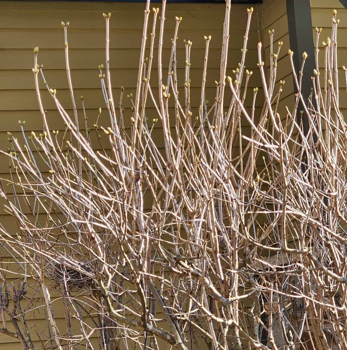 LILAC buds 2026-03-29
