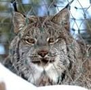 LYNX lake suerior zoo 1 copy LYNX lake suerior zoo 1 copy - Winona Journal