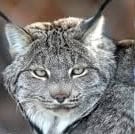 LYNX lake suerior zoo 1 LYNX lake suerior zoo 1 - Winona Journal