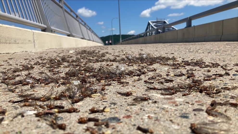 MAYFLY carcasses wNA brdg