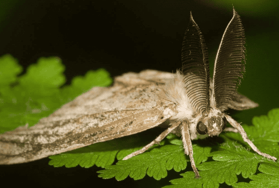 MOTH sopongybn greeleaf MOTH sopongybn greeleaf - Winona Journal