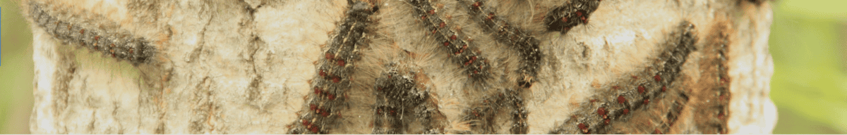 MOTH spongy mith panorama MOTH spongy mith panorama - Winona Journal