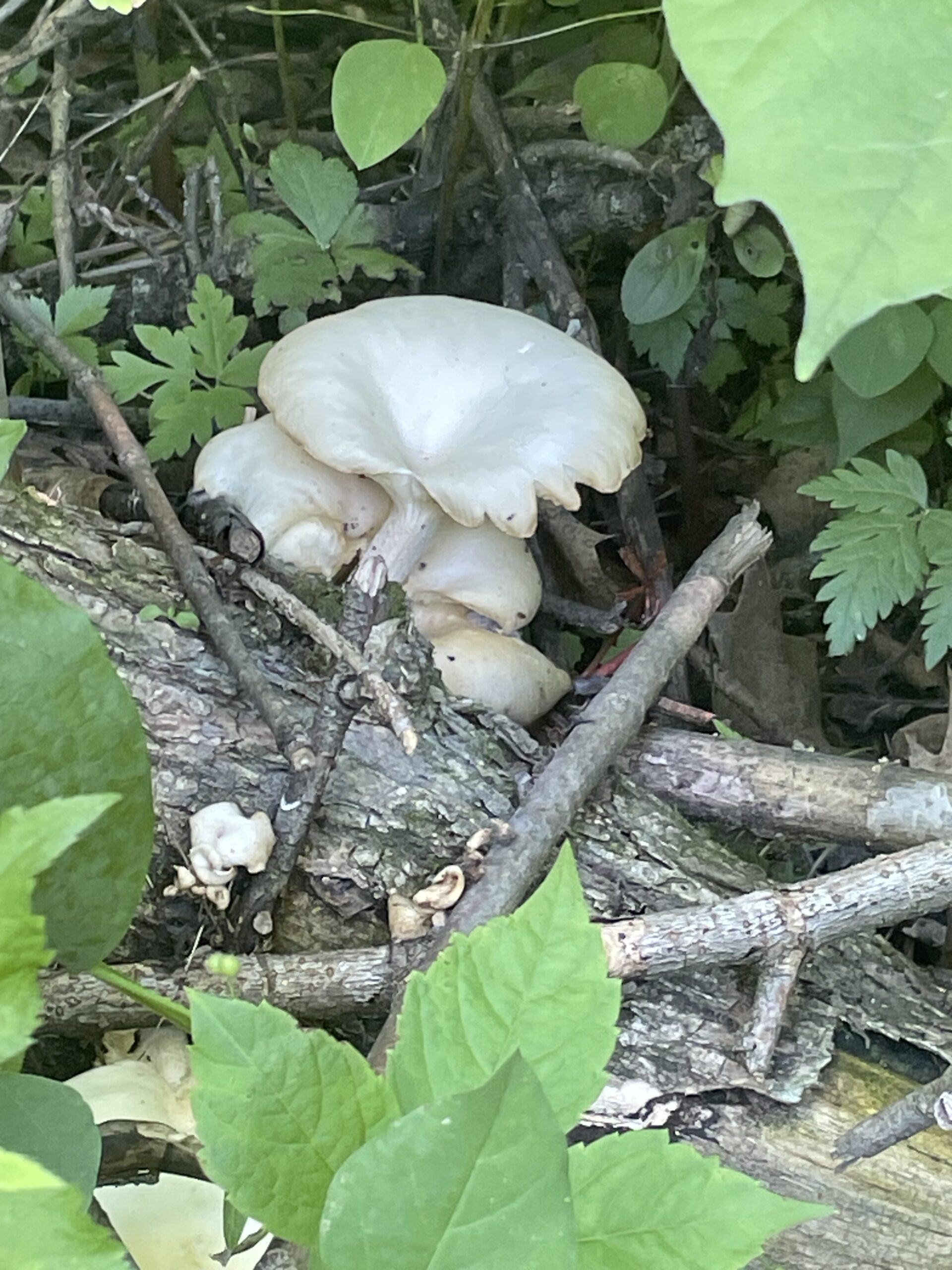 MUSHROOM andy fra MUSHROOM andy fra scaled - Winona Journal