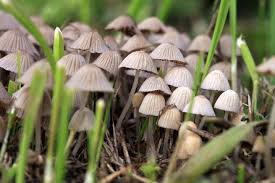 MUSHROOMS in kawn