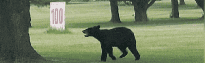 PLAINVIEW bear bear fairway 2023