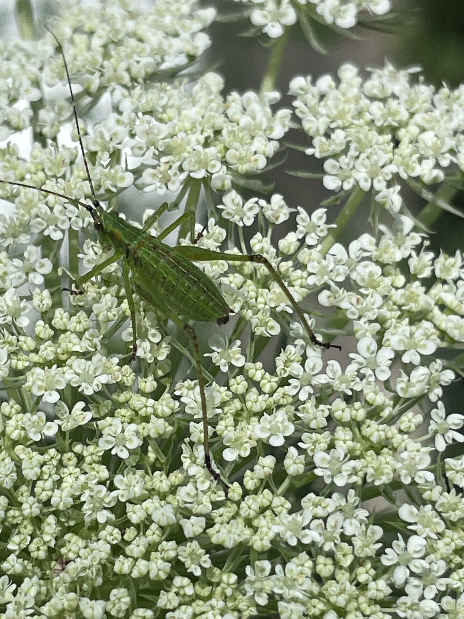 PLANT katydid 2 afrankl PLANT katydid 2 afrankl scaled - Winona Journal